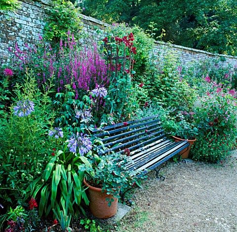 A_PLACE_TO_SIT_BLUE_PAINTED_SEAT_SURROUNDED_BY_AGAPANTHUS_HEADBOURNE_X_LYTHRUM_SALICARIA__SWEET_PEA_