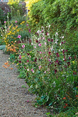 LAMPORT_HALL_NORTHAMPTONSHIRE_VIEW_ALONG_BORDER_WITH_HOLLYHOCKS_AND_LILIUM_HENRYI__FLOWERS_FLOWERING