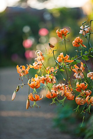 LAMPORT_HALL_NORTHAMPTONSHIRE_OVERHANGING_BRANCH_OF_LILIUM_HENRYI_IN_BORDER__AUGUST_ORNAGE_BULB_FLOW