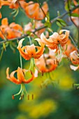 LAMPORT HALL, NORTHAMPTONSHIRE: OVERHANGING BRANCH OF LILIUM HENRYI IN BORDER - AUGUST, ORNAGE, BULB, FLOWER, FLOWERING, PLANT PORTRAIT