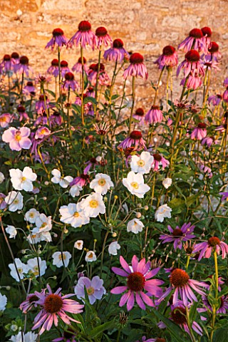LAMPORT_HALL_NORTHAMPTONSHIRE_PERENNIAL_PLANTING_IN_THE_WALLED_CUTTING_GARDEN__ECHINACEAS_AND_JAPANE