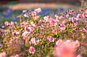 LAMPORT HALL, NORTHAMPTONSHIRE: PERENNIAL PLANTING IN THE WALLED CUTTING GARDEN - JAPANESE ANEMONES. SUNSET, FLOWER, FLOWERS, AUGUST, SUMMER, BACKLIGHT