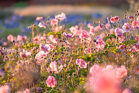 LAMPORT_HALL_NORTHAMPTONSHIRE_PERENNIAL_PLANTING_IN_THE_WALLED_CUTTING_GARDEN__JAPANESE_ANEMONES_SUN