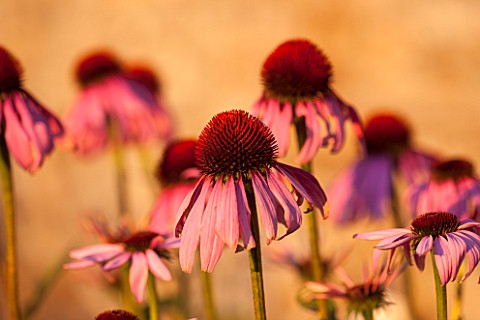 LAMPORT_HALL_NORTHAMPTONSHIRE_PERENNIAL_PLANTING_IN_THE_WALLED_CUTTING_GARDEN__ECHINACEA_PURPUREA__S