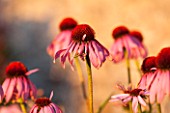LAMPORT HALL, NORTHAMPTONSHIRE: PERENNIAL PLANTING IN THE WALLED CUTTING GARDEN - ECHINACEA PURPUREA - SUNSET, FLOWER, AUGUST, SUMMER, PINK, PLANT PORTRAIT