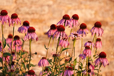 LAMPORT_HALL_NORTHAMPTONSHIRE_PERENNIAL_PLANTING_IN_THE_WALLED_CUTTING_GARDEN__ECHINACEA_PURPUREA__S