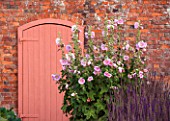 LAMPORT HALL, NORTHAMPTONSHIRE: PINK DOOR IN THE WALLED KITCHEN GARDEN OR CUTTING GARDEN WITH PINK HOLLYHOCK - FORMAL, COUNTRY GARDEN, AUGUST, SUMMER, FLOWERS