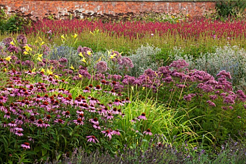 LAMPORT_HALL_NORTHAMPTONSHIRE_BORDER_IN_THE_WALLED_KITCHEN_GARDEN__CUTTING_GARDEN_WITH_ECHINACEA_JOE
