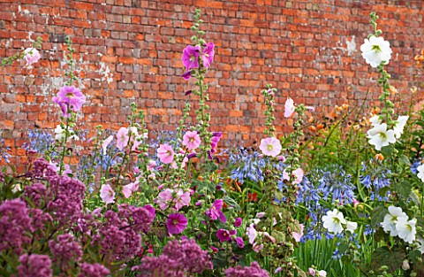 LAMPORT_HALL_NORTHAMPTONSHIRE_BORDER_IN_THE_WALLED_KITCHEN_GARDEN__CUTTING_GARDEN_WITH_HOLLYHOCKS_AG