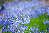LAMPORT HALL, NORTHAMPTONSHIRE: CLOSE UP OF BLUE FLOWER OF AGAPANTHUS - PLANT PORTRAIT, AUGUST, SUMMER, BULB, PERENNIAL