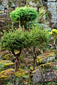 LAMPORT HALL, NORTHAMPTONSHIRE: DWARF TREES IN THE ROCK GARDEN - MINIATURE, BONSAI
