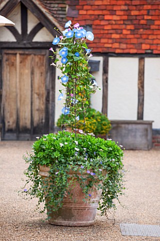 GREAT_FOSTERS_SURREY__TERRACOTTA_CONTAINER_IN_THE_COURTYARD_PLANTED_WITH_IPOMOEA_TRICOLOR_HEAVENLY_B