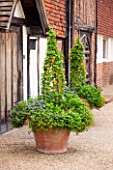 GREAT FOSTERS. SURREY:  TERRACOTTA CONTAINERS IN THE COURTYARD PLANTED WITH BLACK EYED SUSAN - THUNBERGIA ALATA. POT, ANNUAL, CLIMBER, CLIMBING, ANNUAL
