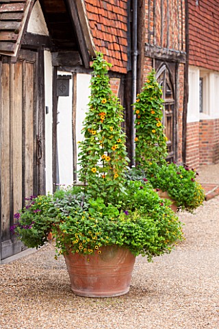 GREAT_FOSTERS_SURREY__TERRACOTTA_CONTAINERS_IN_THE_COURTYARD_PLANTED_WITH_BLACK_EYED_SUSAN__THUNBERG