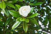 GREAT FOSTERS. SURREY:  CLOSE UP OF MAGNOLIA GRANDIFLORA - WHITE, CLIMBER, AUGUST, PLANT PORTRAIT, FLOWER, WHITE