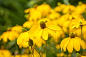 GREAT FOSTERS. SURREY:  CLOSE UP OF YELLOW FLOWER OF RUDBECKIA - PLANT PORTRAIT