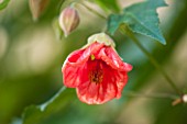 SEZINCOTE, GLOUCESTERSHIRE: RED FLOWER OF AN ABUTILON IN THE ORANGERY