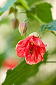 SEZINCOTE, GLOUCESTERSHIRE: RED FLOWER OF AN ABUTILON IN THE ORANGERY