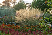 RHS GARDEN, WISLEY, SURREY: THE BOWES - LYON GARDEN IN SEPTEMBER - PLANTING OF HELENIUMS AND STIPA GIGANTEA IN EVENING LIGHT