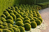 SURREY GARDEN DESIGNED BY ANTHONY PAUL: THE FRONT DRIVE WITH CLIPPED TOPIARY BOX BALLS. PATTERN, COUNTRY GARDEN, FRONT GARDEN, FORMAL, CLASSIC, HEDGES, EVERGREEN