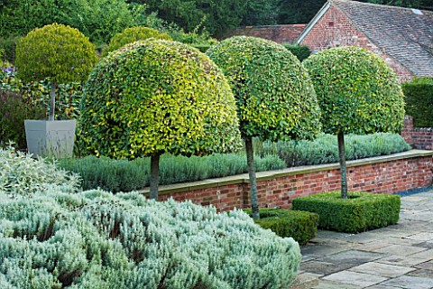 SURREY_GARDEN_DESIGNED_BY_ANTHONY_PAUL_THREE_CLIPPED_TOPIARY_PORTUGAL_LAUREL__PRUNUS_LUSITANICA_MYRT