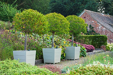 SURREY_GARDEN_DESIGNED_BY_ANTHONY_PAUL_THREE_CLIPPED_TOPIARY_PORTUGAL_LAUREL__PRUNUS_LUSITANICA_MYRT