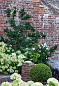 SURREY GARDEN DESIGNED BY ANTHONY PAUL: ESPALIERED APPLE TREE ON BRICK WALL - SUMMER, COUNTRY GARDEN, SEPTEMBER, TRAINED