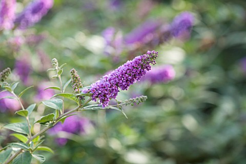 RHS_GARDEN_WISLEY_CLOSE_UP_OF_BUDDLEJA_X_DAVIDII_BLUE_CHIP__LO_AND_BEHOLD_SERIES___BUTTERFLY_BUSH_SU