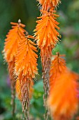 RHS GARDEN, WISLEY: CLOSE UP OF ORANGE FLOWER OF KNIPHOFIA FIREFLY - RED HOT POKER - PERENNIAL, SUMMER, PLANT PORTRAIT, SPIKE, SPIRE, TALL, TORCH