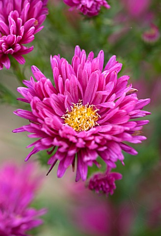 THE_PICTON_GARDEN_AND_OLD_COURT_NURSERIES_WORCESTERSHIRE_RED__PINK_FLOWER_OF_ASTER_NOVI__BELGII_BRIG
