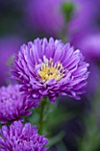 THE PICTON GARDEN AND OLD COURT NURSERIES, WORCESTERSHIRE: PURPLE / VIOLET FLOWER OF ASTER NOVI - BELGII COOMBE ROSEMARY - SINGLE, PLANT PORTRAIT, AUTUMN, SEPTEMBER, DAISY