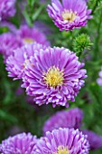 THE PICTON GARDEN AND OLD COURT NURSERIES, WORCESTERSHIRE: PURPLE / VIOLET FLOWERS OF ASTER NOVI - BELGII COOMBE ROSEMARY - SINGLE, PLANT PORTRAIT, AUTUMN, SEPTEMBER, DAISY