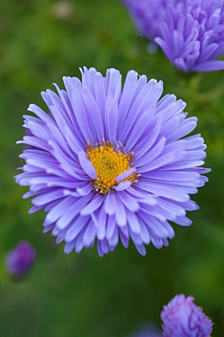 THE_PICTON_GARDEN_AND_OLD_COURT_NURSERIES_WORCESTERSHIRE_BLUE_FLOWER_OF_ASTER_NOVI__BELGII_REMEMBRAN