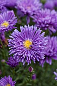 THE PICTON GARDEN AND OLD COURT NURSERIES, WORCESTERSHIRE: BLUE FLOWERS OF ASTER NOVI - BELGII PERCY THROWER - DAISY, PLANT PORTRAIT, AUTUMN, SEPTEMBER, MICHAELMAS