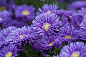 THE PICTON GARDEN AND OLD COURT NURSERIES, WORCESTERSHIRE: BLUE FLOWERS OF ASTER NOVI - BELGII PERCY THROWER - DAISY, PLANT PORTRAIT, AUTUMN, SEPTEMBER, MICHAELMAS