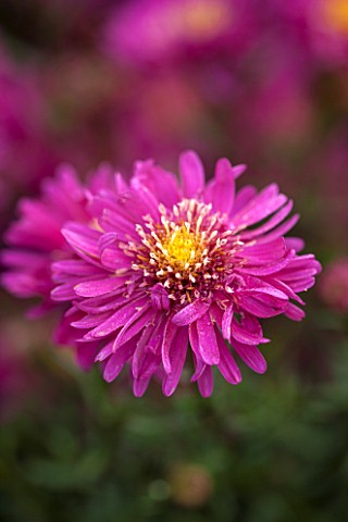 THE_PICTON_GARDEN_AND_OLD_COURT_NURSERIES_WORCESTERSHIRE_PINK__RED_FLOWERS_OF_ASTER_NOVI__BELGII_FEC