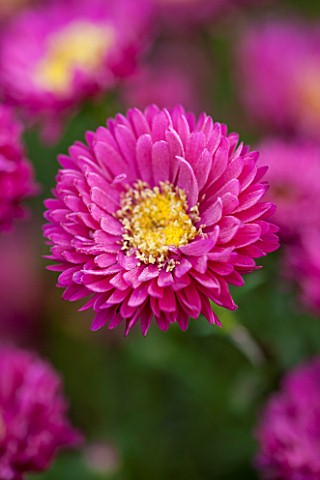THE_PICTON_GARDEN_AND_OLD_COURT_NURSERIES_WORCESTERSHIRE_PINK_RED_FLOWERS_OF_ASTER_NOVI__BELGII_PETE
