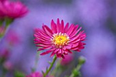 THE PICTON GARDEN AND OLD COURT NURSERIES, WORCESTERSHIRE: PINK/ RED FLOWERS OF ASTER NOVI - BELGII RUFUS - DAISY, PLANT PORTRAIT, AUTUMN, SEPTEMBER, MICHAELMAS