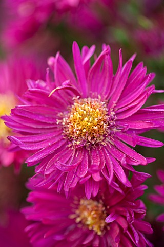 THE_PICTON_GARDEN_AND_OLD_COURT_NURSERIES_WORCESTERSHIRE_PINK_RED_FLOWERS_OF_ASTER_NOVI__BELGII_FRED