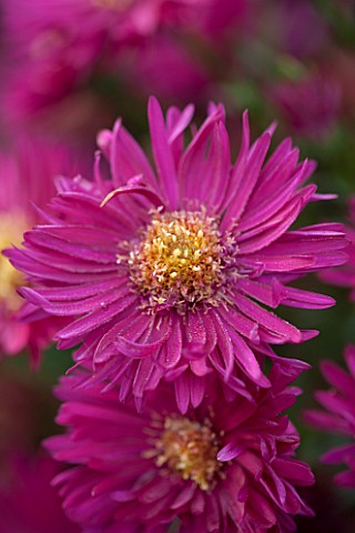 THE_PICTON_GARDEN_AND_OLD_COURT_NURSERIES_WORCESTERSHIRE_PINK_RED_FLOWERS_OF_ASTER_NOVI__BELGII_FRED