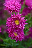 THE PICTON GARDEN AND OLD COURT NURSERIES, WORCESTERSHIRE: PINK/ RED FLOWERS OF ASTER NOVI - BELGII BRIGHTEST AND BEST - DAISY, PLANT PORTRAIT, AUTUMN, SEPTEMBER, MICHAELMAS