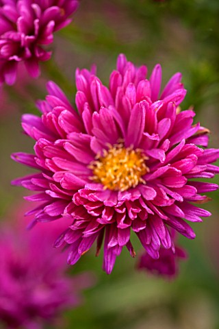 THE_PICTON_GARDEN_AND_OLD_COURT_NURSERIES_WORCESTERSHIRE_PINK_RED_FLOWERS_OF_ASTER_NOVI__BELGII_BRIG