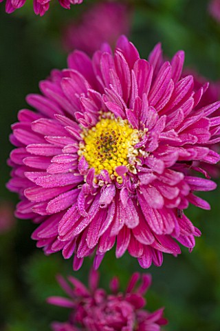 THE_PICTON_GARDEN_AND_OLD_COURT_NURSERIES_WORCESTERSHIRE_PINK_RED_FLOWERS_OF_ASTER_NOVI__BELGII_HELE