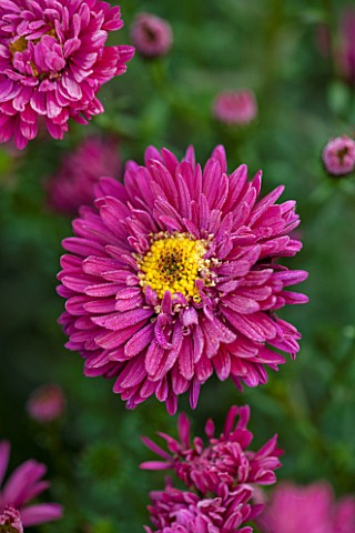 THE_PICTON_GARDEN_AND_OLD_COURT_NURSERIES_WORCESTERSHIRE_PINK_RED_FLOWERS_OF_ASTER_NOVI__BELGII_HELE