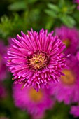 THE PICTON GARDEN AND OLD COURT NURSERIES, WORCESTERSHIRE: PINK/ RED FLOWERS OF ASTER NOVI - BELGII ROYAL RUBY - DAISY, PLANT PORTRAIT, AUTUMN, SEPTEMBER, MICHAELMAS