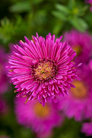 THE_PICTON_GARDEN_AND_OLD_COURT_NURSERIES_WORCESTERSHIRE_PINK_RED_FLOWERS_OF_ASTER_NOVI__BELGII_ROYA