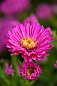 THE PICTON GARDEN AND OLD COURT NURSERIES, WORCESTERSHIRE: PINK/ RED FLOWERS OF ASTER NOVI - BELGII JENNY - DAISY, PLANT PORTRAIT, AUTUMN, SEPTEMBER, MICHAELMAS