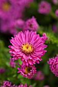THE PICTON GARDEN AND OLD COURT NURSERIES, WORCESTERSHIRE: PINK/ RED FLOWERS OF ASTER NOVI - BELGII JENNY - DAISY, PLANT PORTRAIT, AUTUMN, SEPTEMBER, MICHAELMAS