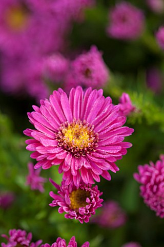 THE_PICTON_GARDEN_AND_OLD_COURT_NURSERIES_WORCESTERSHIRE_PINK_RED_FLOWERS_OF_ASTER_NOVI__BELGII_JENN