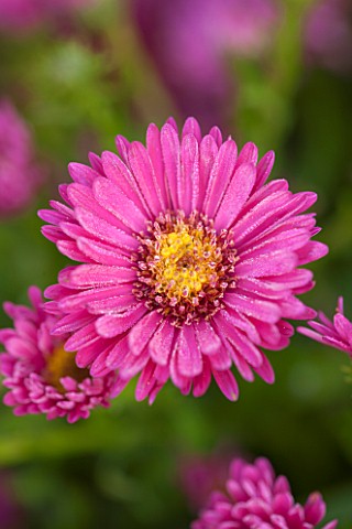 THE_PICTON_GARDEN_AND_OLD_COURT_NURSERIES_WORCESTERSHIRE_PINK_RED_FLOWERS_OF_ASTER_NOVI__BELGII_JENN